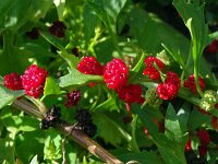 Chenopodium foliosum 12, Rode aardbeispinazie, Saxifraga-Hans Grotenhuis