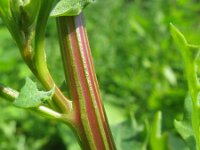 Chenopodium glaucum salinum 2, Saxifraga-Rutger Barendse