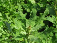 Chenopodium glaucum salinum 3, Saxifraga-Rutger Barendse