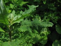 Chenopodium glaucum salinum 4, Saxifraga-Rutger Barendse
