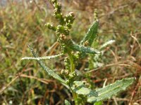 Chenopodium glaucum 5, Zeegroene ganzenvoet, Saxifraga-Jasenka Topic