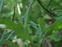 Chenopodium glaucum 7, Zeegroene ganzenvoet, Saxifraga-Rutger Barendse