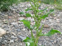 Chenopodium glaucum 8, Zeegroene ganzenvoet, Saxifraga-Rutger Barendse
