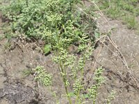 Chenopodiastrum hybridum 11, Esdoornganzenvoet, Saxifraga-Peter Meininge