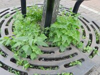 Chenopodiastrum hybridum 14, Esdoornganzenvoet, Saxifraga-Rutger Barendse