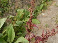 Chenopodiastrum hybridum 15, Esdoornganzenvoet, Saxifraga-Rutger Barendse