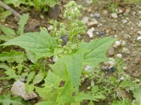 Chenopodiastrum hybridum 21, Esdoornganzenvoet, Saxifraga-Rutger Barendse