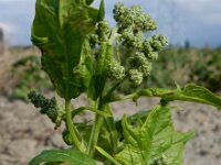 Chenopodiastrum hybridum 23, Esdoornganzenvoet, Saxifraga-Ed Stikvoort