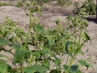 Chenopodiastrum hybridum 24, Esdoornganzenvoet, Saxifraga-Ed Stikvoort