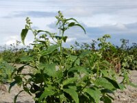 Chenopodiastrum hybridum 25, Esdoornganzenvoet, Saxifraga-Ed Stikvoort