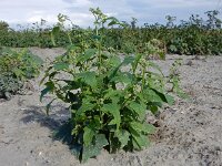 Chenopodiastrum hybridum 26, Esdoornganzenvoet, Saxifraga-Ed Stikvoort