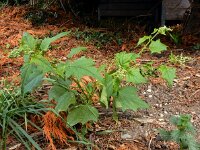Chenopodiastrum hybridum 27, Esdoornganzenvoet, Saxifraga-Ed Stikvoort