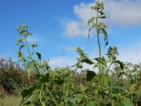 Chenopodiastrum hybridum 28, Esdoornganzenvoet, Saxifraga-Ed Stikvoort