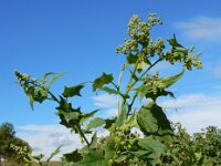 Chenopodiastrum hybridum 29, Esdoornganzenvoet, Saxifraga-Ed Stikvoort