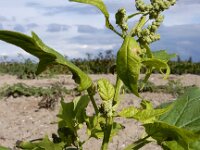 Chenopodiastrum hybridum 30, Esdoornganzenvoet, Saxifraga-Ed Stikvoort