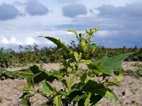 Chenopodiastrum hybridum 31, Esdoornganzenvoet, Saxifraga-Ed Stikvoort