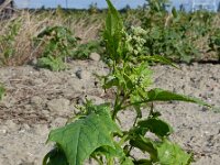Chenopodiastrum hybridum 32, Esdoornganzenvoet, Saxifraga-Ed Stikvoort
