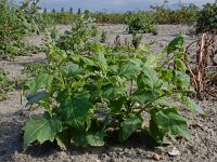 Chenopodiastrum hybridum 33, Esdoornganzenvoet, Saxifraga-Ed Stikvoort