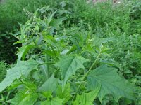 Chenopodiastrum hybridum 4, Esdoornganzenvoet, Saxifraga-Rutger Barendse