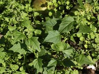 Chenopodiastrum hybridum 5, Esdoornganzenvoet, Saxifraga-Peter Meininger