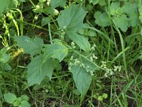 Chenopodiastrum hybridum 6, Esdoornganzenvoet, Saxifraga-Peter Meininger