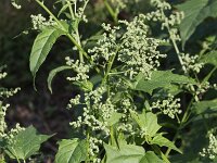 Chenopodiastrum hybridum 9, Esdoornganzenvoet, Saxifraga-Peter Meininger