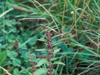 Chenopodium polyspermum 2, Korrelganzenvoet, Saxifraga-Piet Zomerdijk