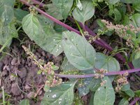 Chenopodium polyspermum 3, Korrelganzenvoet, Saxifraga-Peter Meininger