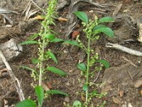 Chenopodium polyspermum 4, Korrelganzenvoet, Saxifraga-Rutger Barendse
