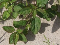 Chenopodium polyspermum 6, Korrelganzenvoet, Saxifraga-Peter Meininger