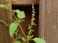 Chenopodium polyspermum 9, Korrelganzenvoet, Saxifraga-Ed Stikvoort