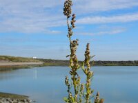 Chenopodium probstii 11, Saxifraga-Ed Stikvoort