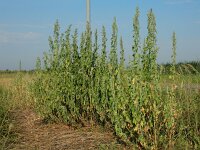 Chenopodium probstii 12, Saxifraga-Ed Stikvoort