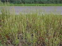 Chenopodium probstii 15, Saxifraga-Ed Stikvoort