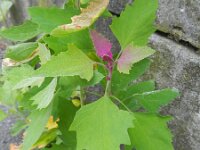 Chenopodium probstii 7, Saxifraga-Rutger Barendse