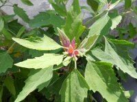 Chenopodium probstii 8, Saxifraga-Rutger Barendse