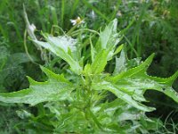Chenopodium rubrum 11, Rode ganzenvoet, Saxifraga-Rutger Barendse