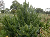 Chenopodium rubrum 20, Rode ganzenvoet, Saxifraga-Peter Meininger