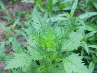 Chenopodium rubrum 6, Rode ganzenvoet, Saxifraga-Rutger Barendse
