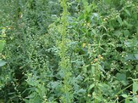 Chenopodium schraderianum 2, Gekield druifkruid, Saxifraga-Rutger Barendse