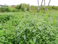 Chenopodium urbicum 2, Trosganzenvoet, Saxifraga-Rutger Barendse