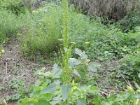 Chenopodium urbicum 4, Trosganzenvoet, Saxifraga-Rutger Barendse