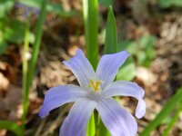Chionodoxa luciliae 2, Saxifraga-Rutger Barendse