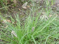 Chloris barbata 2, Saxifraga-Rutger Barendse