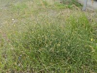 Chondrilla juncea 10, Biesknikbloem, Saxifraga-Rutger Barendse