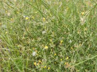 Chondrilla juncea 11, Biesknikbloem, Saxifraga-Rutger Barendse