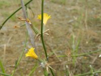 Chondrilla juncea 12, Biesknikbloem, Saxifraga-Rutger Barendse