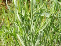 Chondrilla juncea 13, Biesknikbloem, Saxifraga-Rutger Barendse
