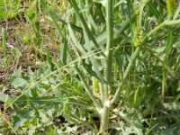 Chondrilla juncea 14, Biesknikbloem, Saxifraga-Rutger Barendse