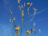 Chondrilla juncea 15, Biesknikbloem, Saxifraga-Ed Stikvoort